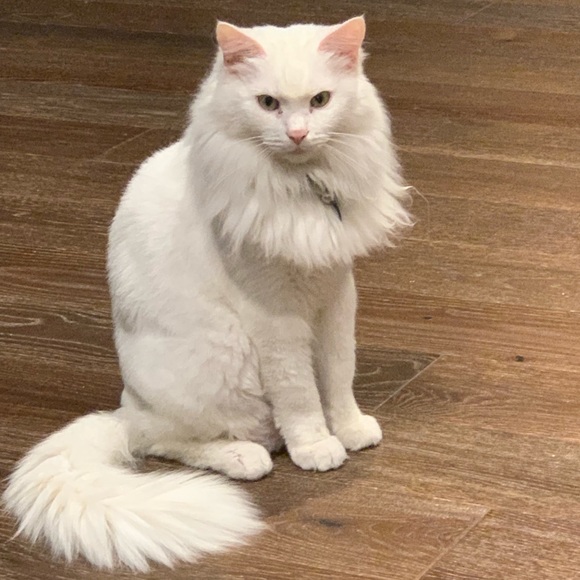 Meet your Posher, Laurie 💕Offers Welcome💕 - Picture 2 of 4